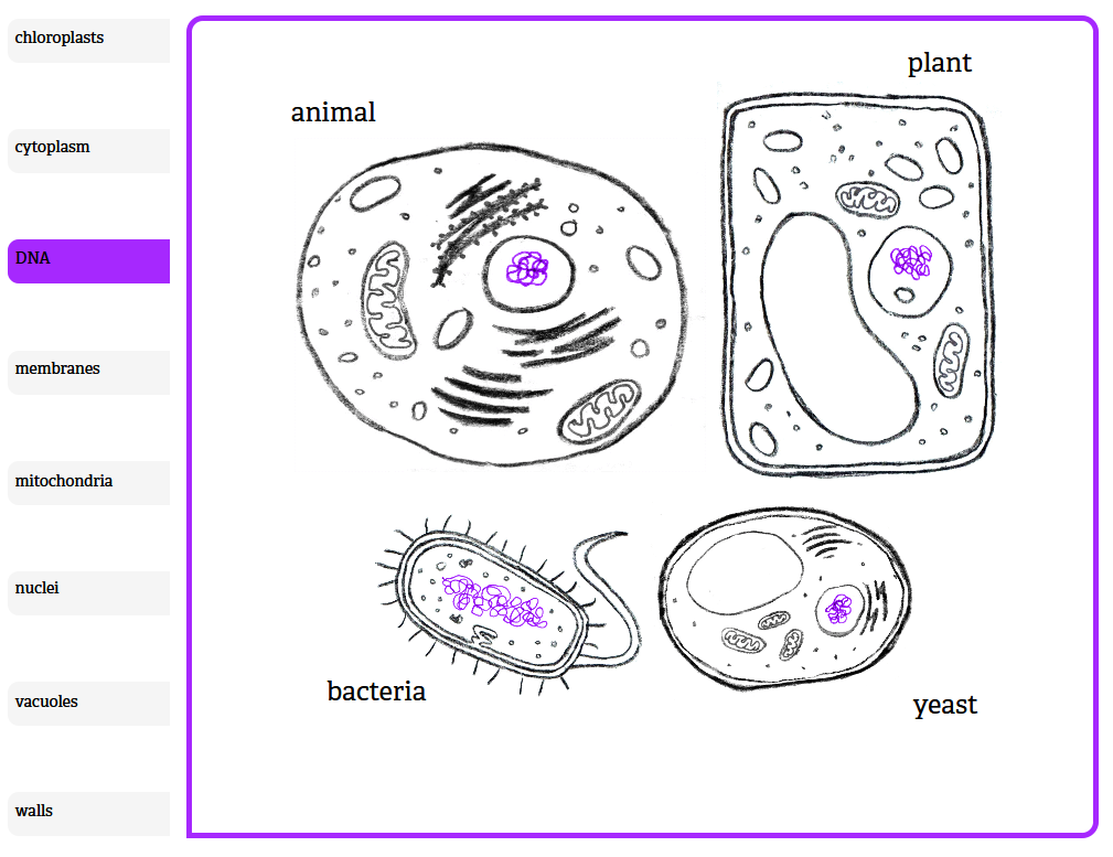 Comparing Four Cells: Animal, Plant, Bacteria, Yeast | CollectEdNY